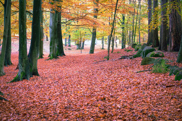 Color ful trees glowing iwth sunlight during autumn evening in a local park near gothenburg sweden