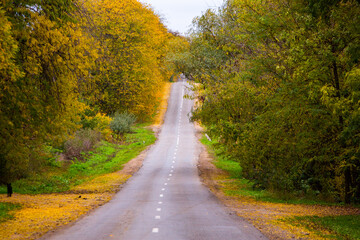 Empty road among the autumn forest