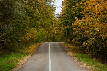 Empty road among the autumn forest