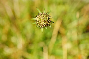 Macro photography of  wild flower with copy space
