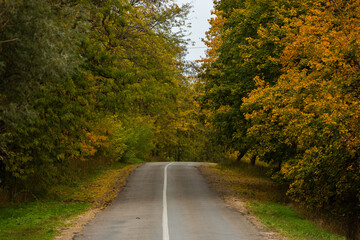 Empty road among the autumn forest