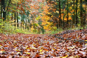 verregneter Herbstwald