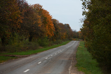 Fototapeta premium Empty road among the autumn forest