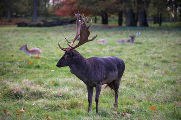 Fallow deer group of animals on meadow in autumn