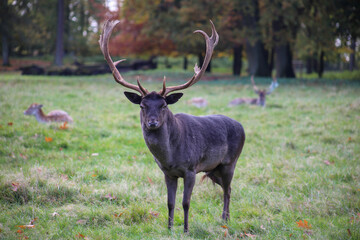 Fallow deer group of animals on meadow in autumn