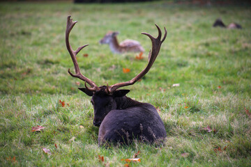 Fallow deer group of animals on meadow in autumn