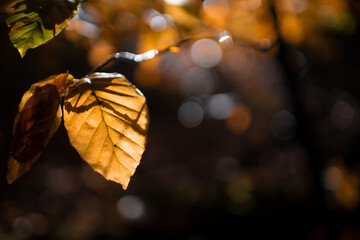 Herbstlaub, oranges Buchenblatt vor dunklem Hintergund im Herbst im Gegenlicht