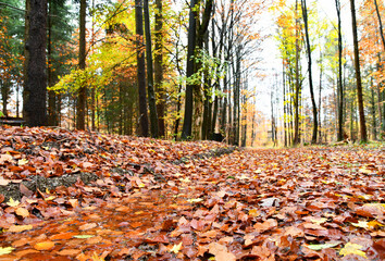 verregneter Herbstwald