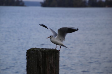 Möwe am Pier