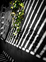 Obraz premium Green on a black and white wall