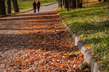 View of avenue in city park covered with fallen autumn orange leaves. Autumn Fair Weather Theme. Selective focus.