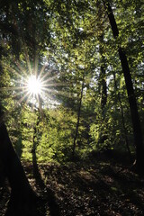Sonne im Wald