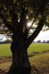 Sonnenbaum
