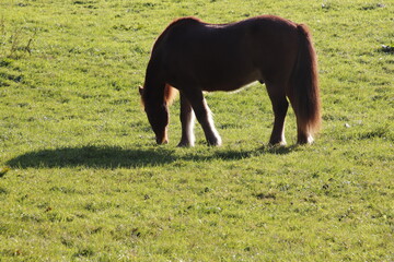 Grasendes Pferd 