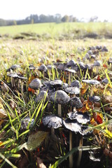 Pilze auf der Wiese
