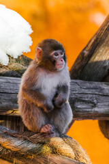 Young Japanese Macaque (Macaca Fuscata) sitting on a wooden log