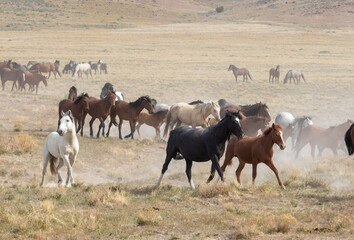 Herd of Wild Horses in the Utah Desert