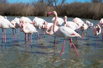 Flamingo walking in front of group