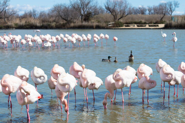 Naklejka premium Group of flamingos