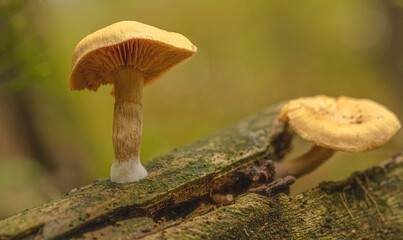 toxic mushrooms fly agaric 