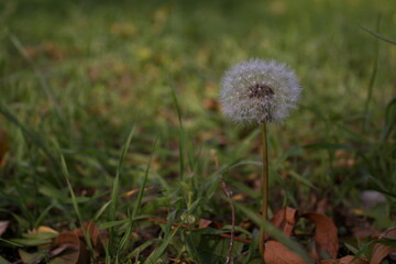 dandelion in the grass in the meadow