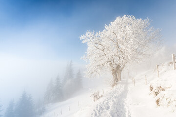 Fototapeta na wymiar Fog in the winter forest. A path in snow drifts. A tree in snow clothes. Switzerland. Rigi Kaltbach.