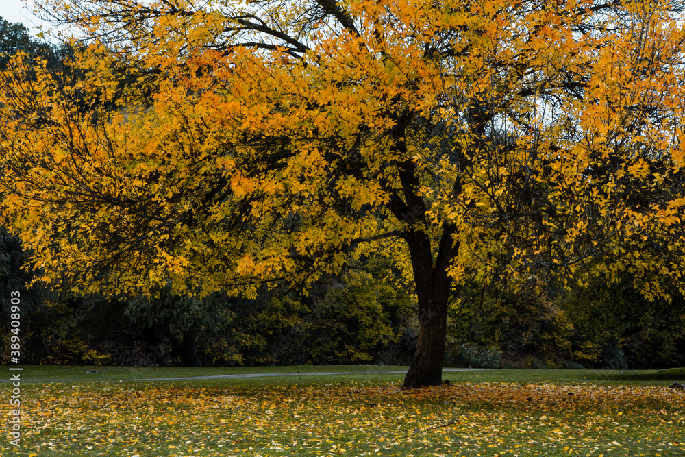 Wall mural beautiful autumn landscape with yellow trees, green and clouds. falling leaves natural background co