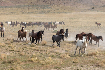 Herd of Wild Horses in the Utah Desert