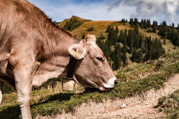 Kuh isst auf dem Berg