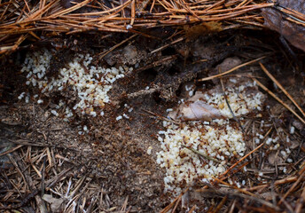 Ants in the nest carry eggs. Red carpenter ants tending pupae and larvae. Ant Larvaes.