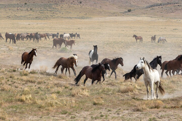 Herd of Wild Horses in the Utah Desert