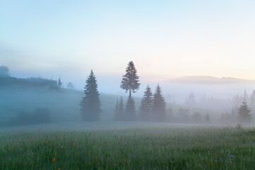 Early morning mountain landscape, meadow and fir-trees in the foreground, foggy mountains on the horizon.