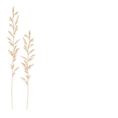 Pampas grass vector stock illustration . Cream branch of dry grass. Panicle Cortaderia selloana South America, feather flower head plumes step. golden color. Template for a wedding card.