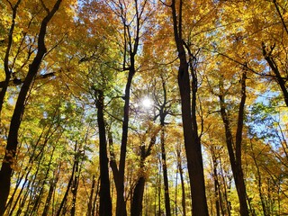 Obraz premium Été indien 2020 au Mont Saint-Hilaire