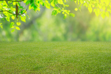 Fototapeta premium nature spring grass background texture.
