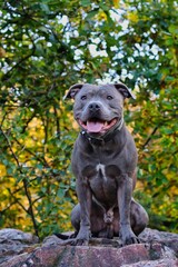 Naklejka premium Muscular Staffordshire Bull Terrier Sits on Rock in Forest Nature during Autumn. Smiling Blue Staffy during Fall Season.