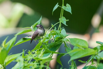 Naklejka premium Taiga flycatcher or red-throated flycatcher (Ficedula albicilla) in urban park at Kolkata, India.