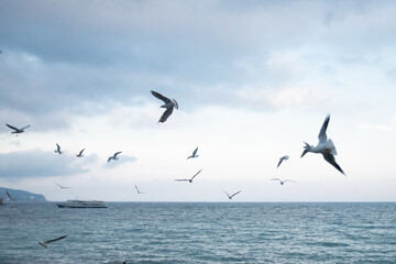 Fototapeta na wymiar Ivory gulls fly over the sea coast
