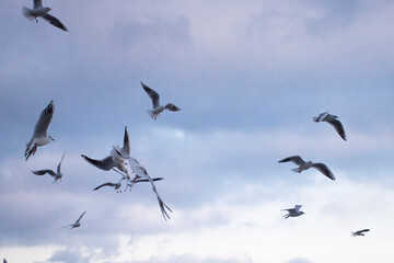 A flock of seagulls flying against the blue sky, freedom concept