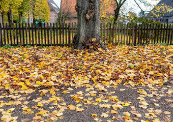 Lindenlaub im Herbst auf der Straße an einem Holzzaun