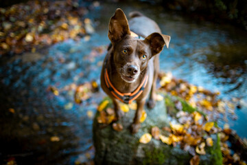 Brauner Hund mit gelben Augen und Knickohr auf Feldstein in einem Bach im Herbst, schaut nach oben