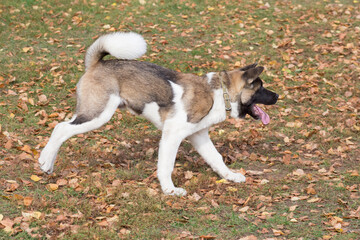 American akita puppy is running in the autumn park. Four month old. Pet animals.