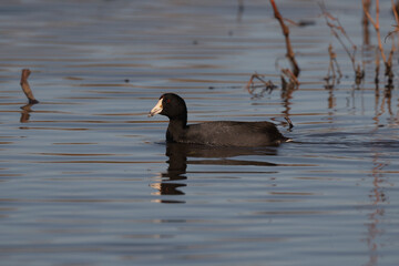 American Coot Swimming in the Pond