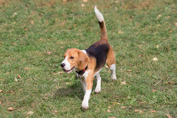 Cute english beagle puppy is walking on a green grass in the autumn park. Pet animals.