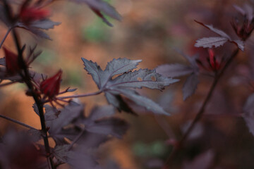 Maple hibiscus tree photos