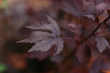 Maple hibiscus tree photos