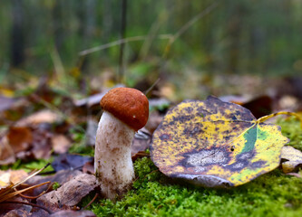 Edible brown cap boletus among the grass and moss in autumn forest. Awesome fungus Aspen Mushroom against the background of green vegetation