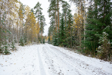 Autumn forest with yellow leaves in the snow trees and road concept, forgiving autumn, hello winter, christmas, new year