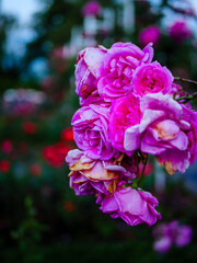 Dark moody image of the roses in the evening garden