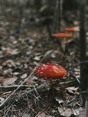 amanita muscaria fly mushroom